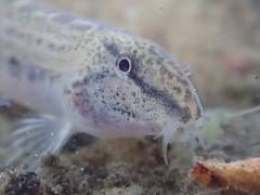 Cobitis taenia