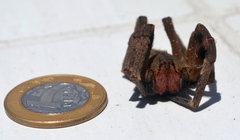 Phoneutria nigriventer