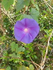 Ipomoea indica