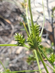 Cyperus uitenhagensis