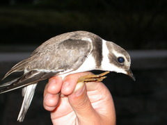 Common Ringed Plover photo 6