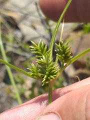 Cyperus uitenhagensis