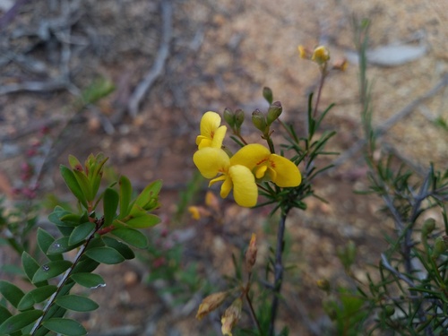 Smooth Parrot-pea (Dillwynia glaberrima)