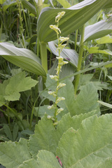 Platanthera sparsiflora