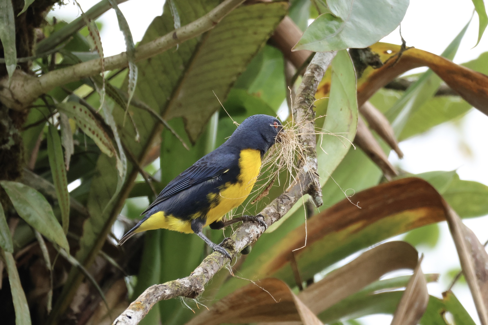 Blue-and-gold Tanager (Bangsia arcaei), photo 8
