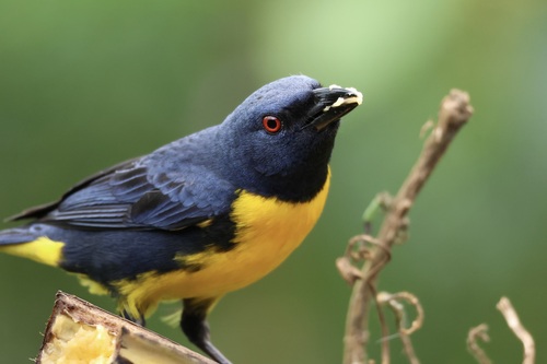 Blue-and-gold Tanager (Bangsia arcaei)