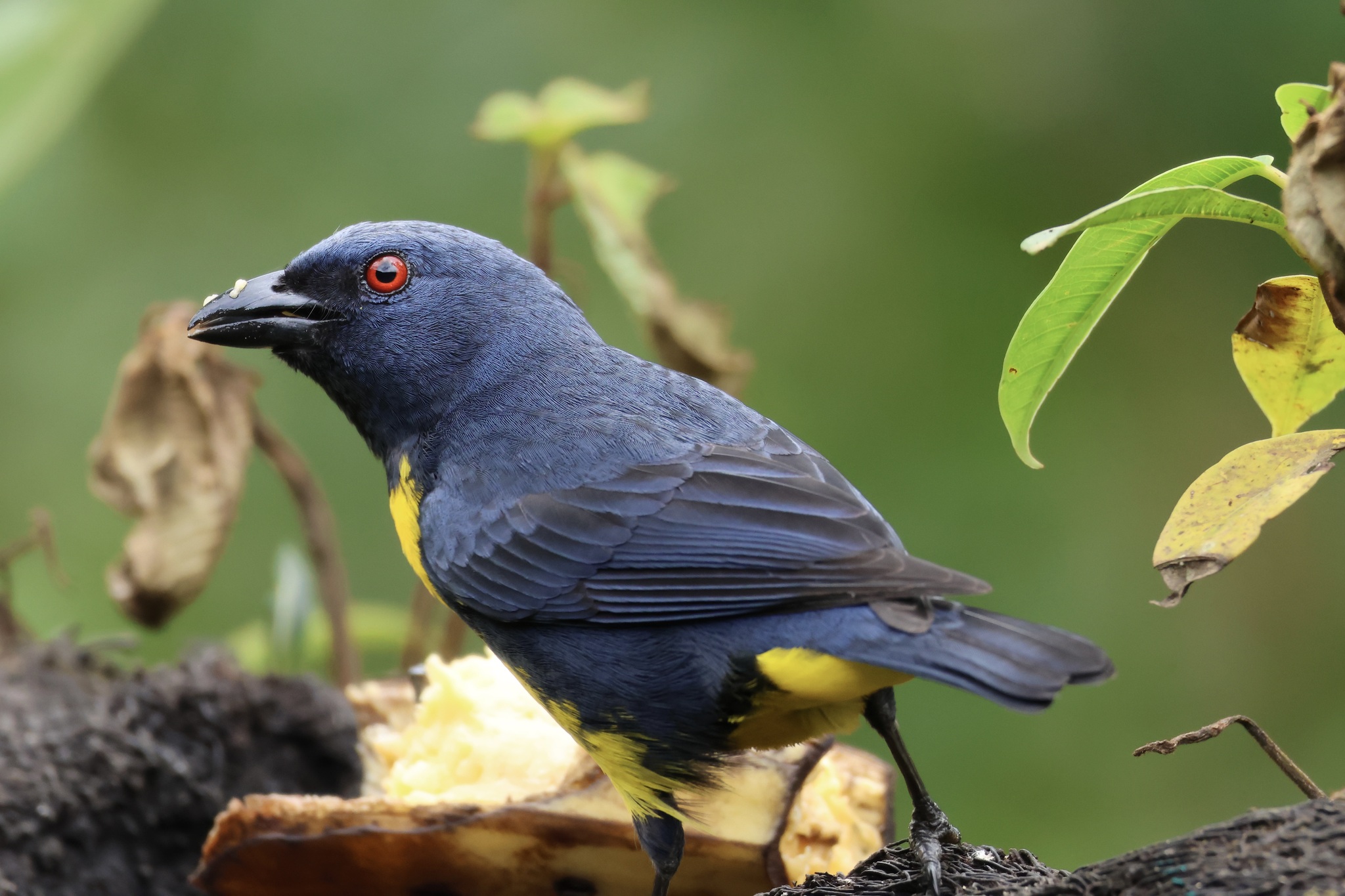 Blue-and-gold Tanager (Bangsia arcaei), photo 6