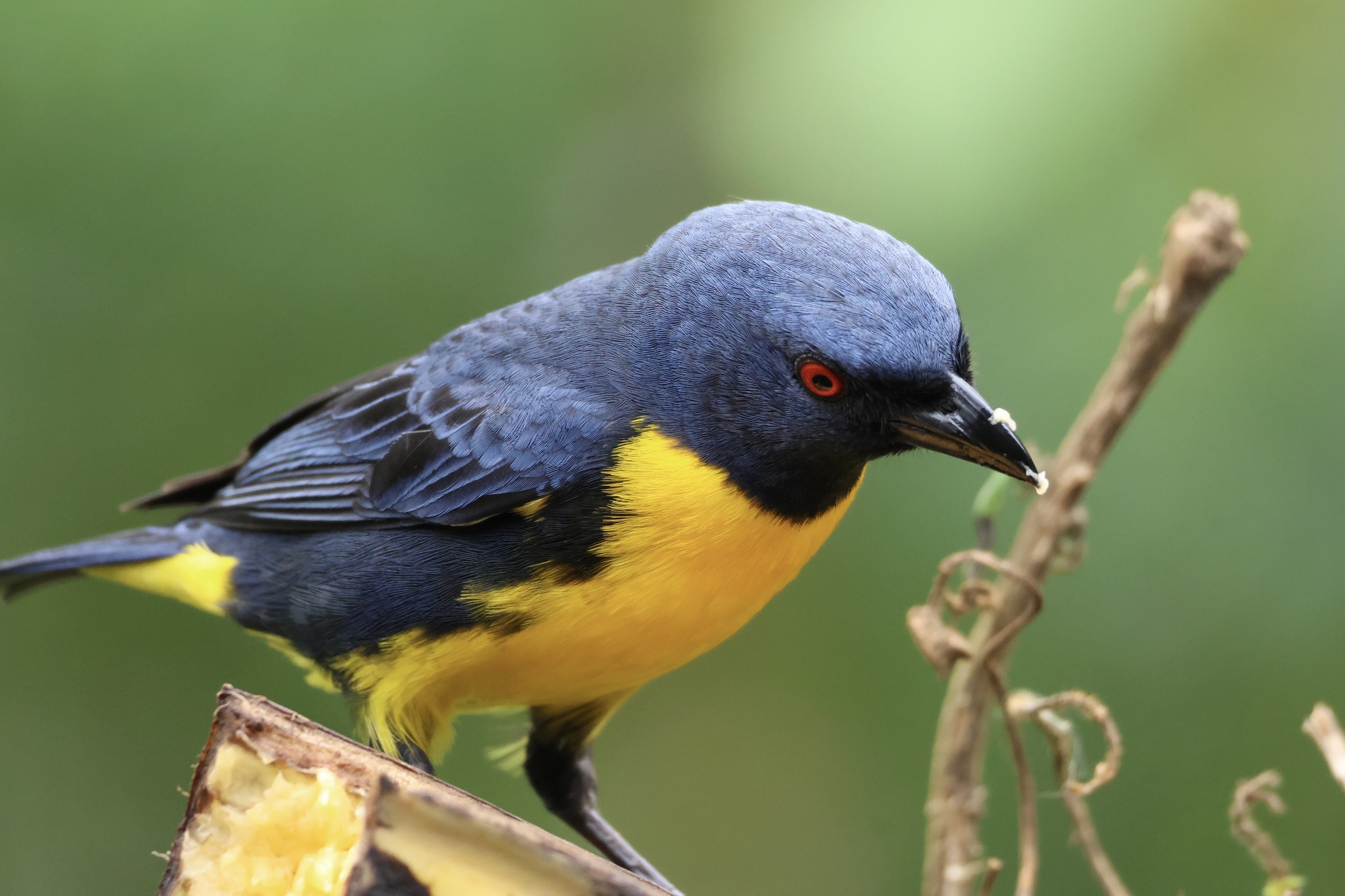 Blue-and-gold Tanager (Bangsia arcaei), photo 2