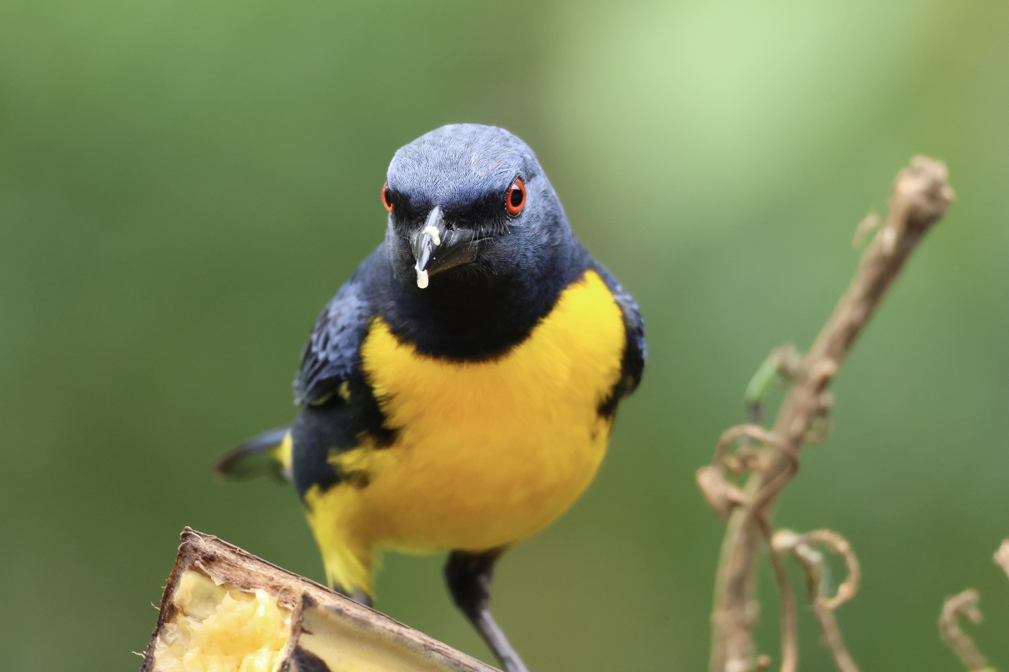 Blue-and-gold Tanager (Bangsia arcaei), photo 5