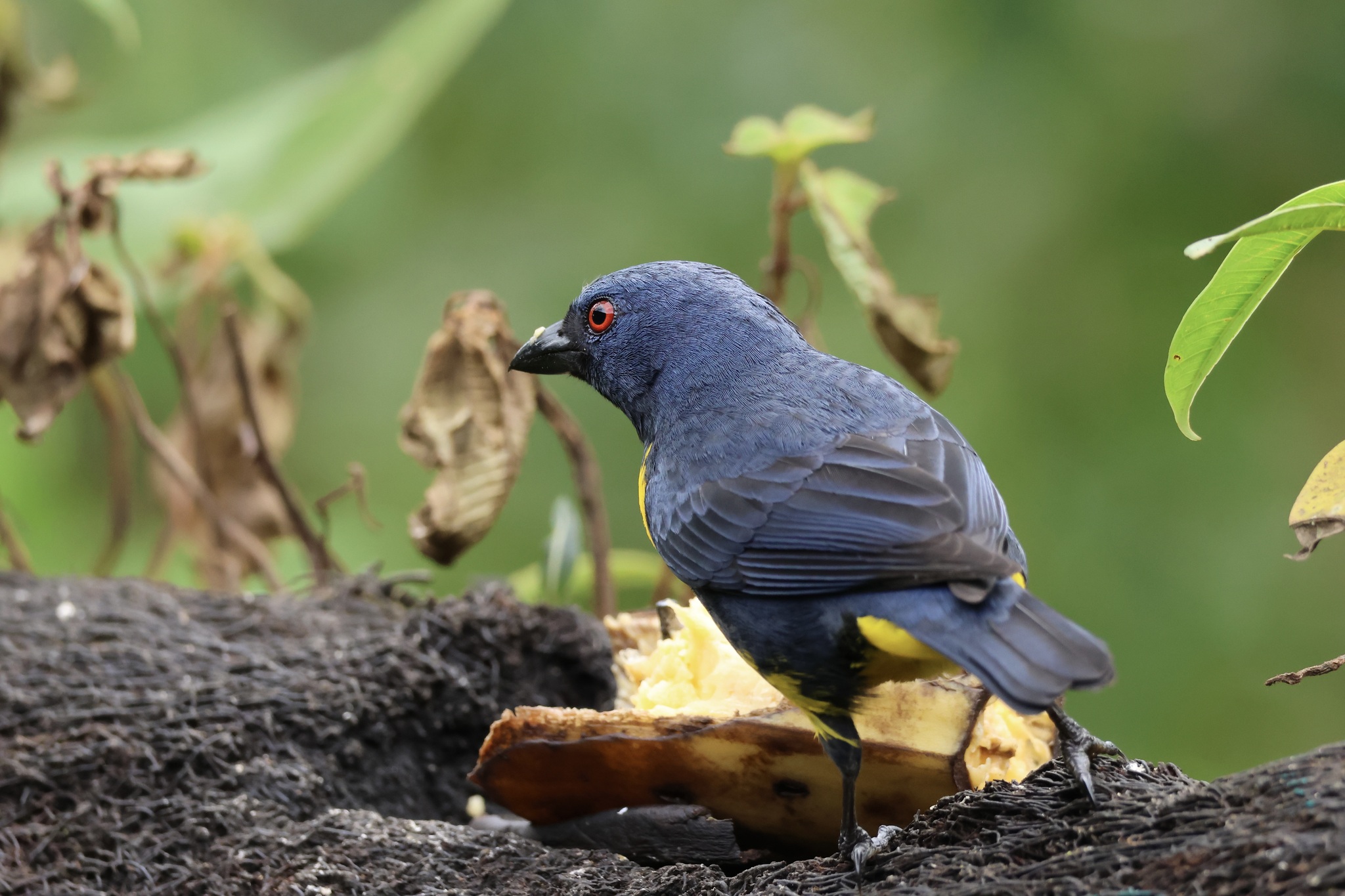 Blue-and-gold Tanager (Bangsia arcaei), photo 7