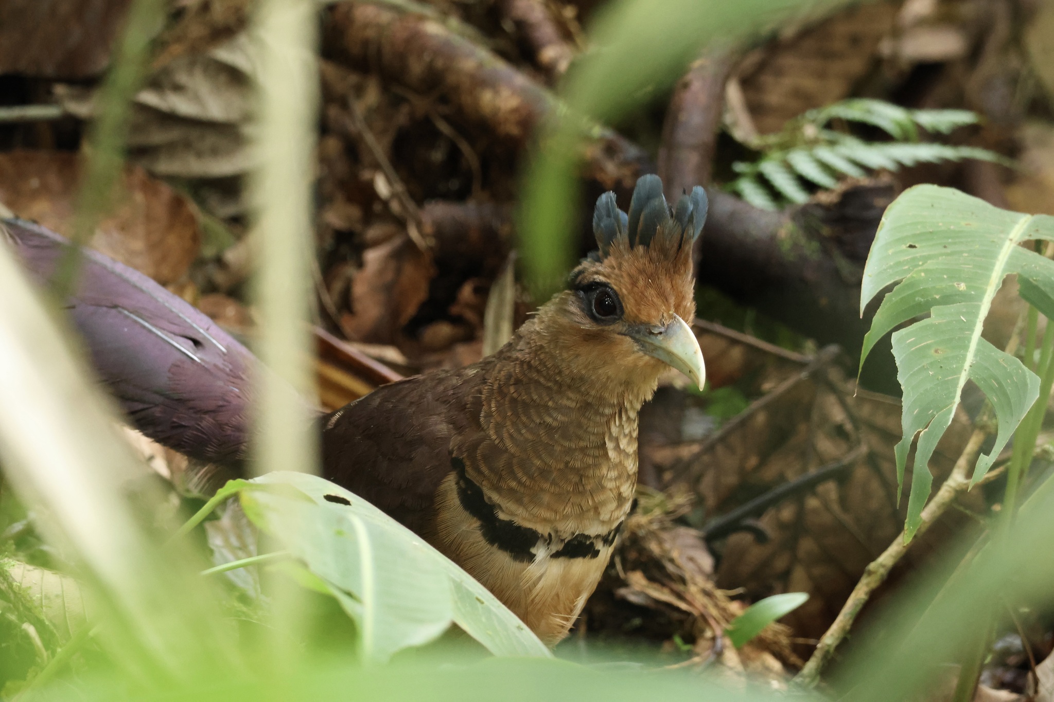 Rufous-vented Ground Cuckoo (Neomorphus geoffroyi), photo 1