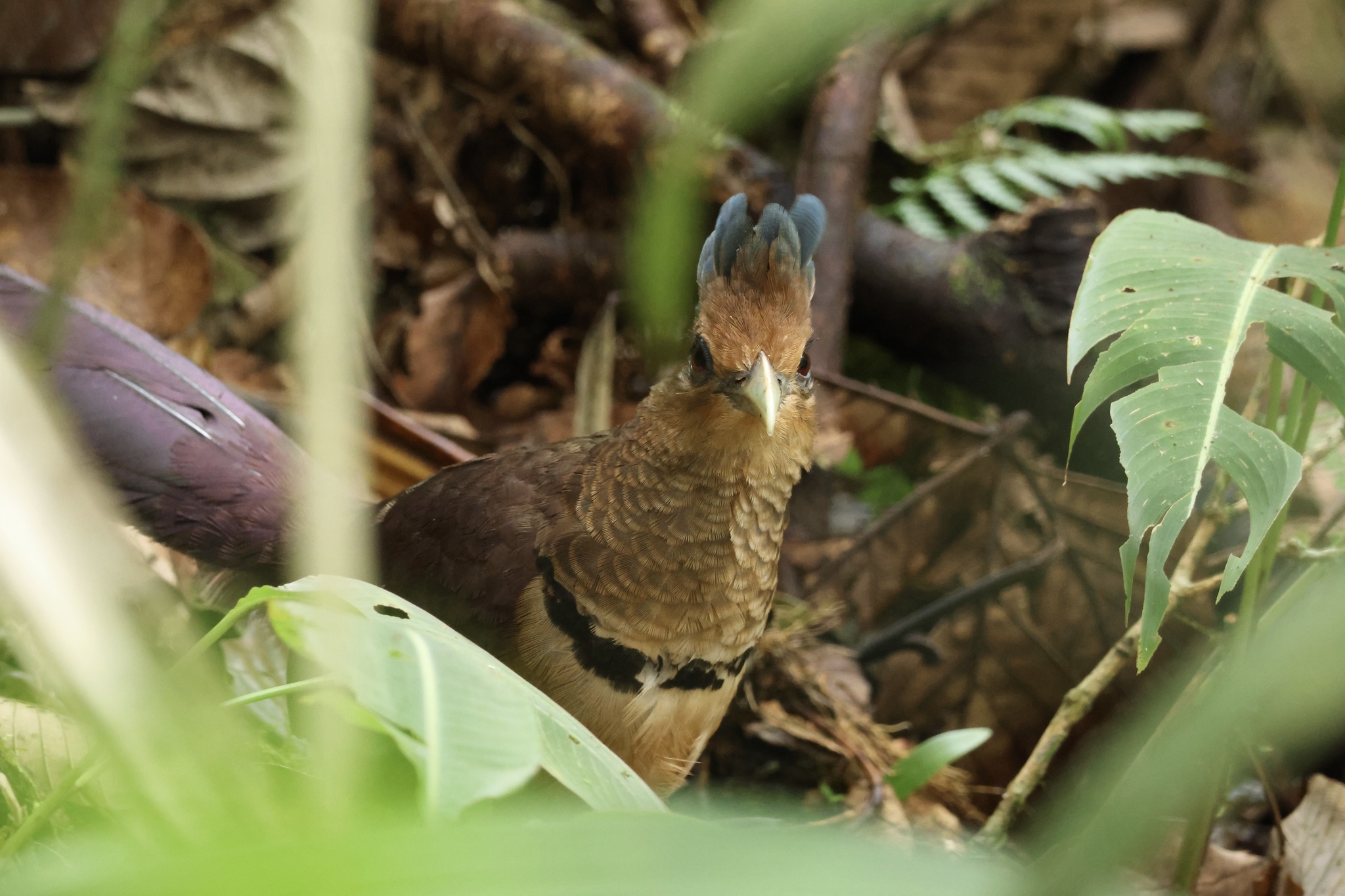 Rufous-vented Ground Cuckoo (Neomorphus geoffroyi), photo 2
