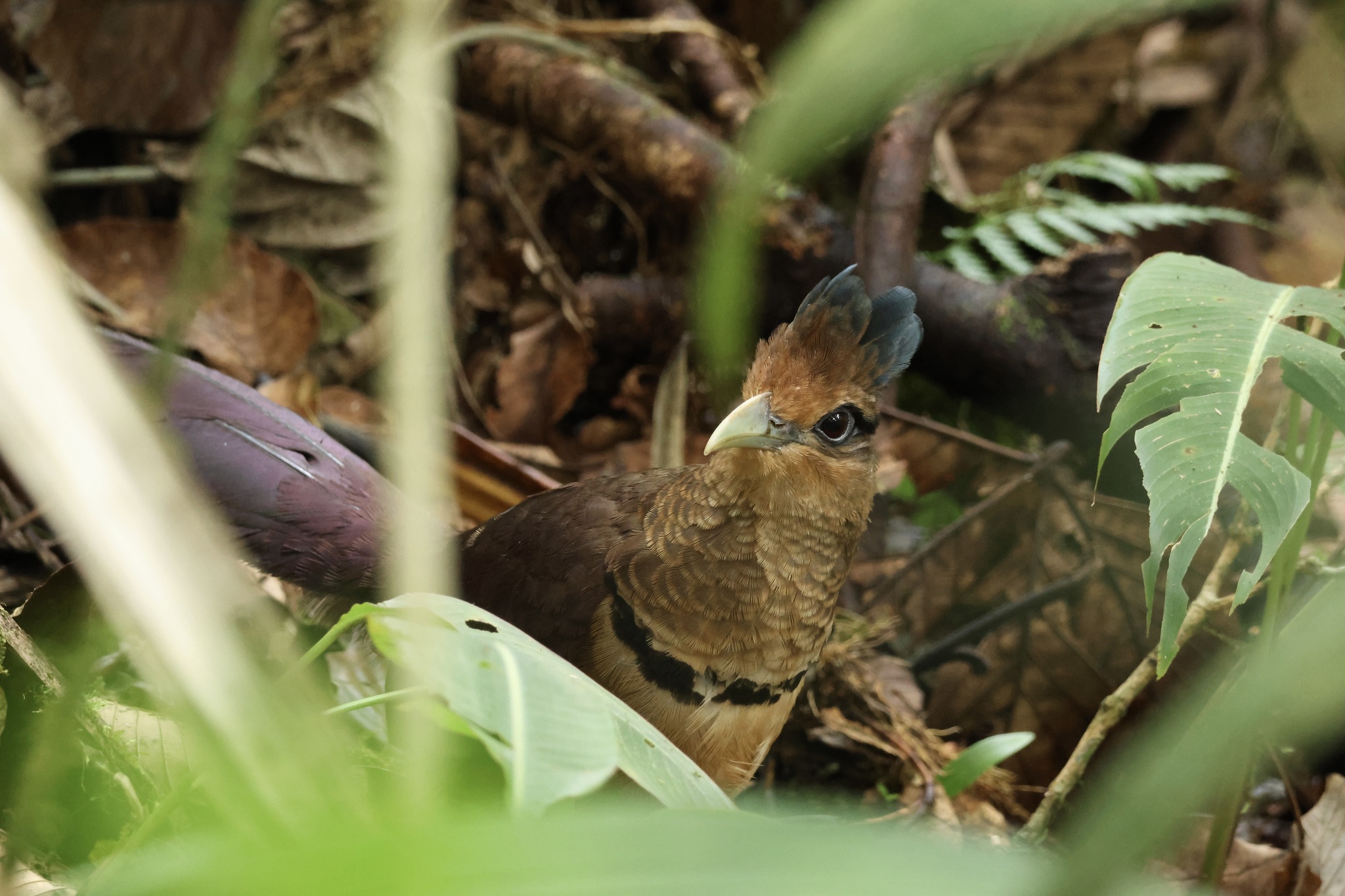 Rufous-vented Ground Cuckoo (Neomorphus geoffroyi), photo 5