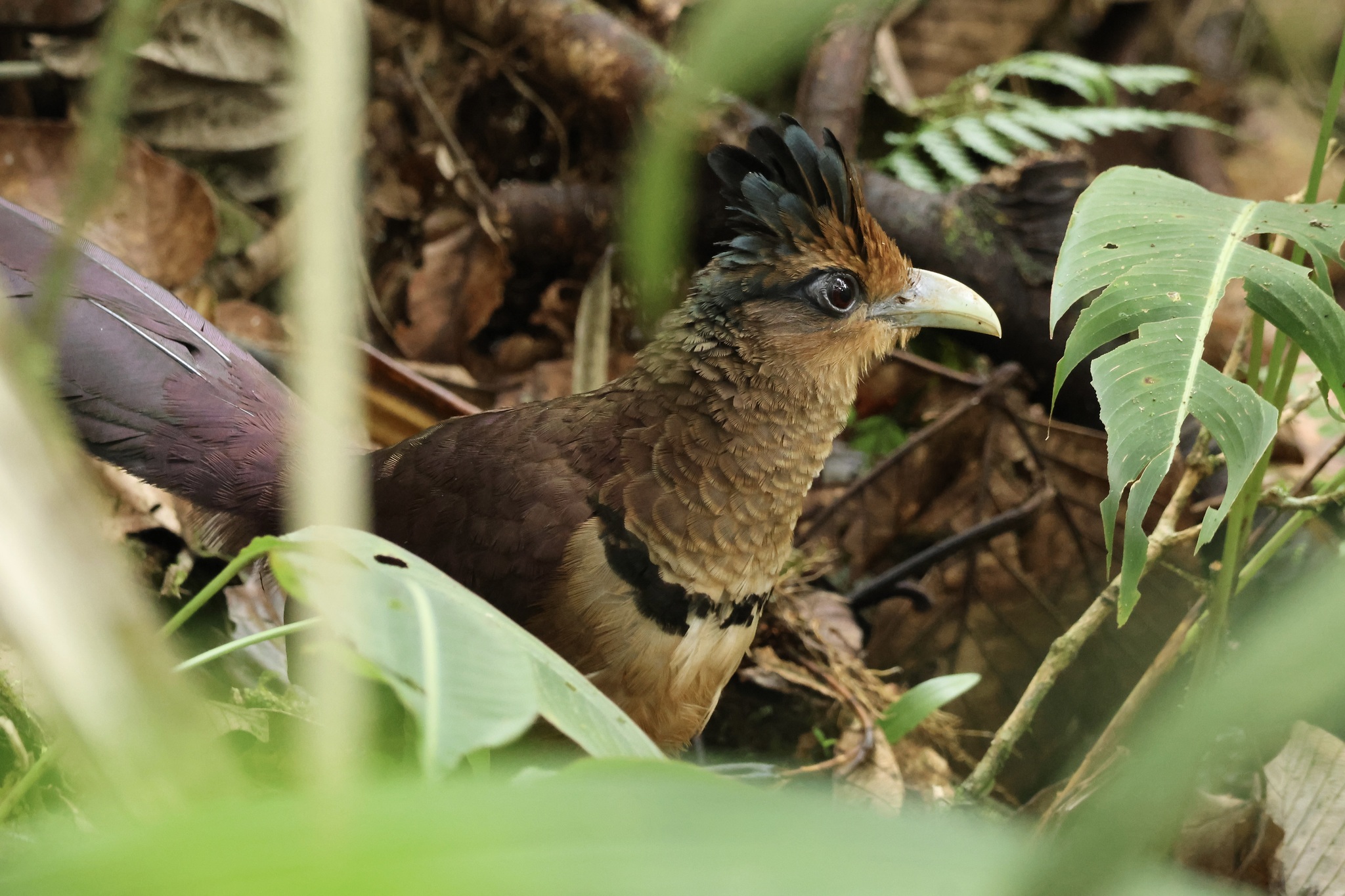 Rufous-vented Ground Cuckoo (Neomorphus geoffroyi), photo 6