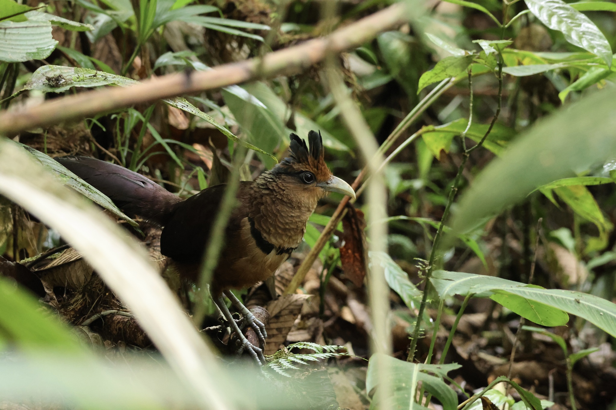 Rufous-vented Ground Cuckoo (Neomorphus geoffroyi), photo 7
