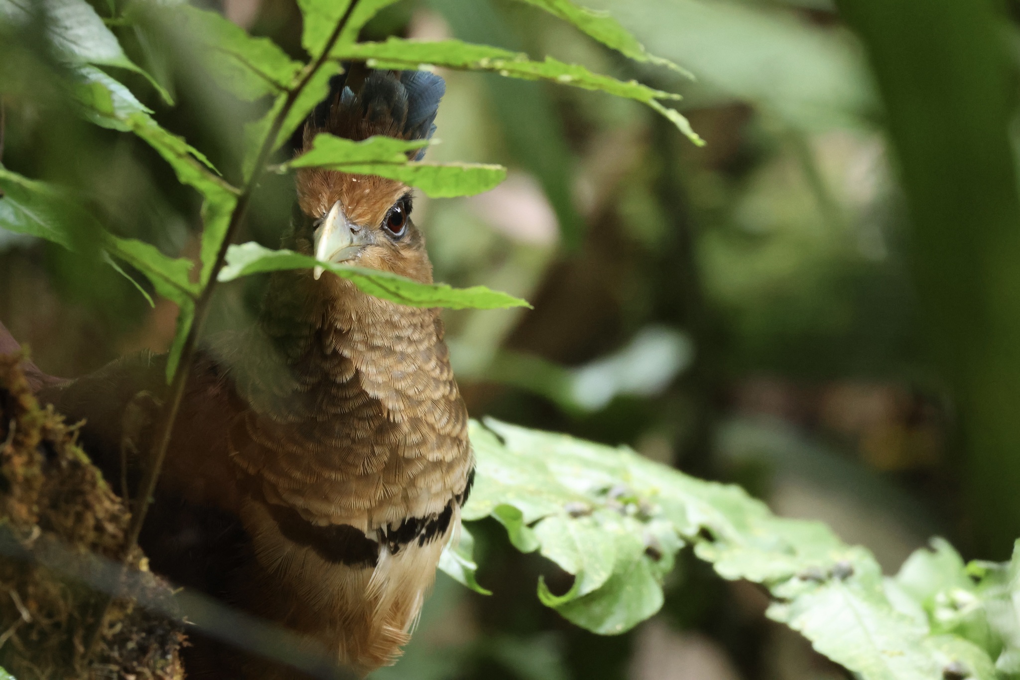 Rufous-vented Ground Cuckoo (Neomorphus geoffroyi), photo 8