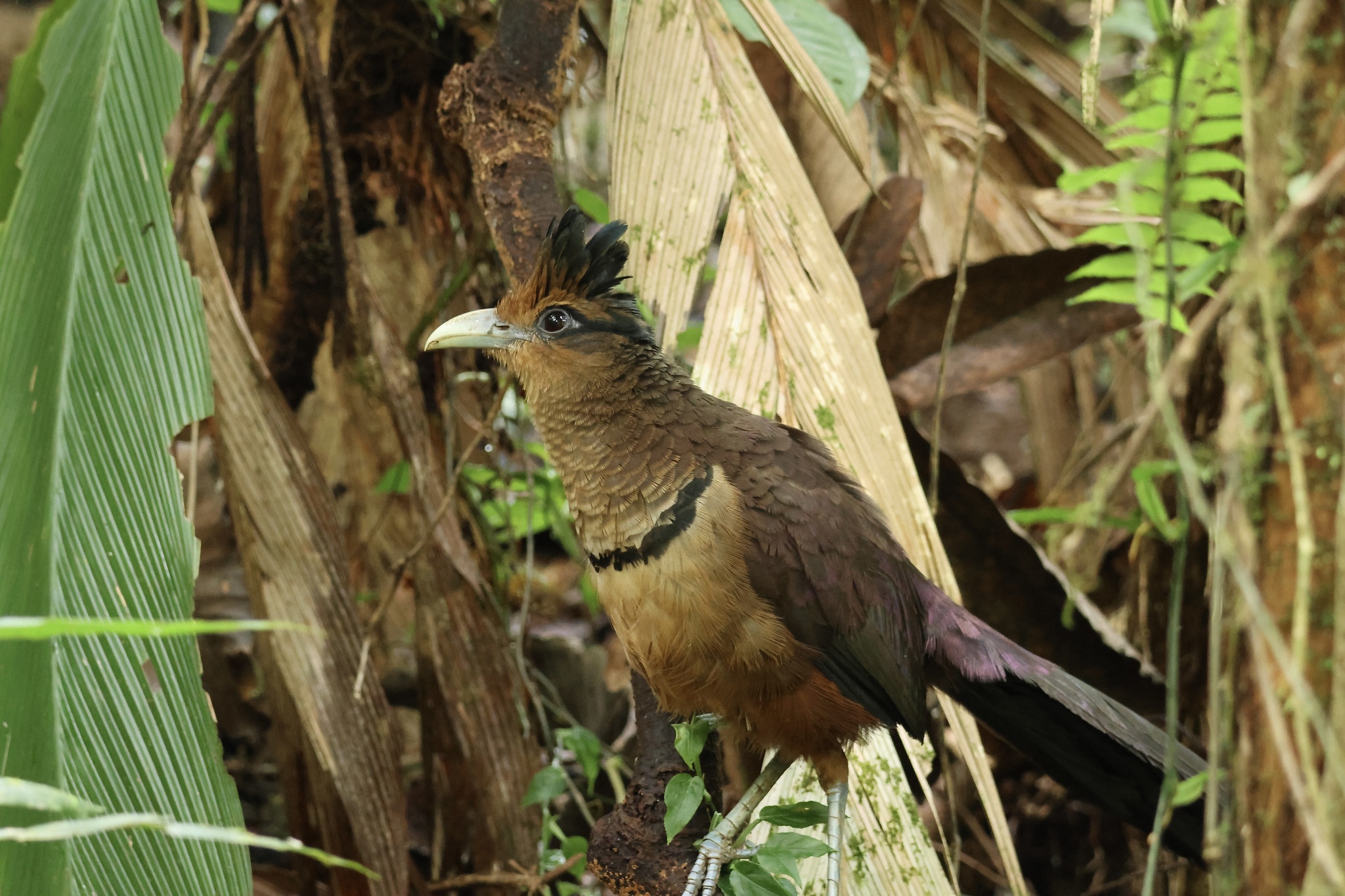 Rufous-vented Ground Cuckoo (Neomorphus geoffroyi), photo 9