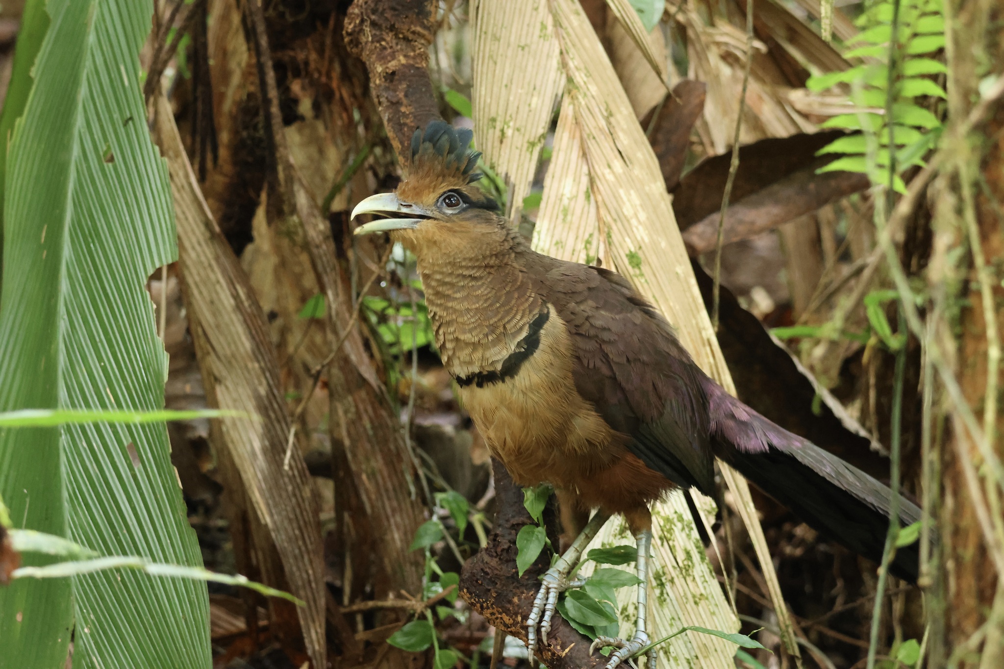 Rufous-vented Ground Cuckoo (Neomorphus geoffroyi), photo 10