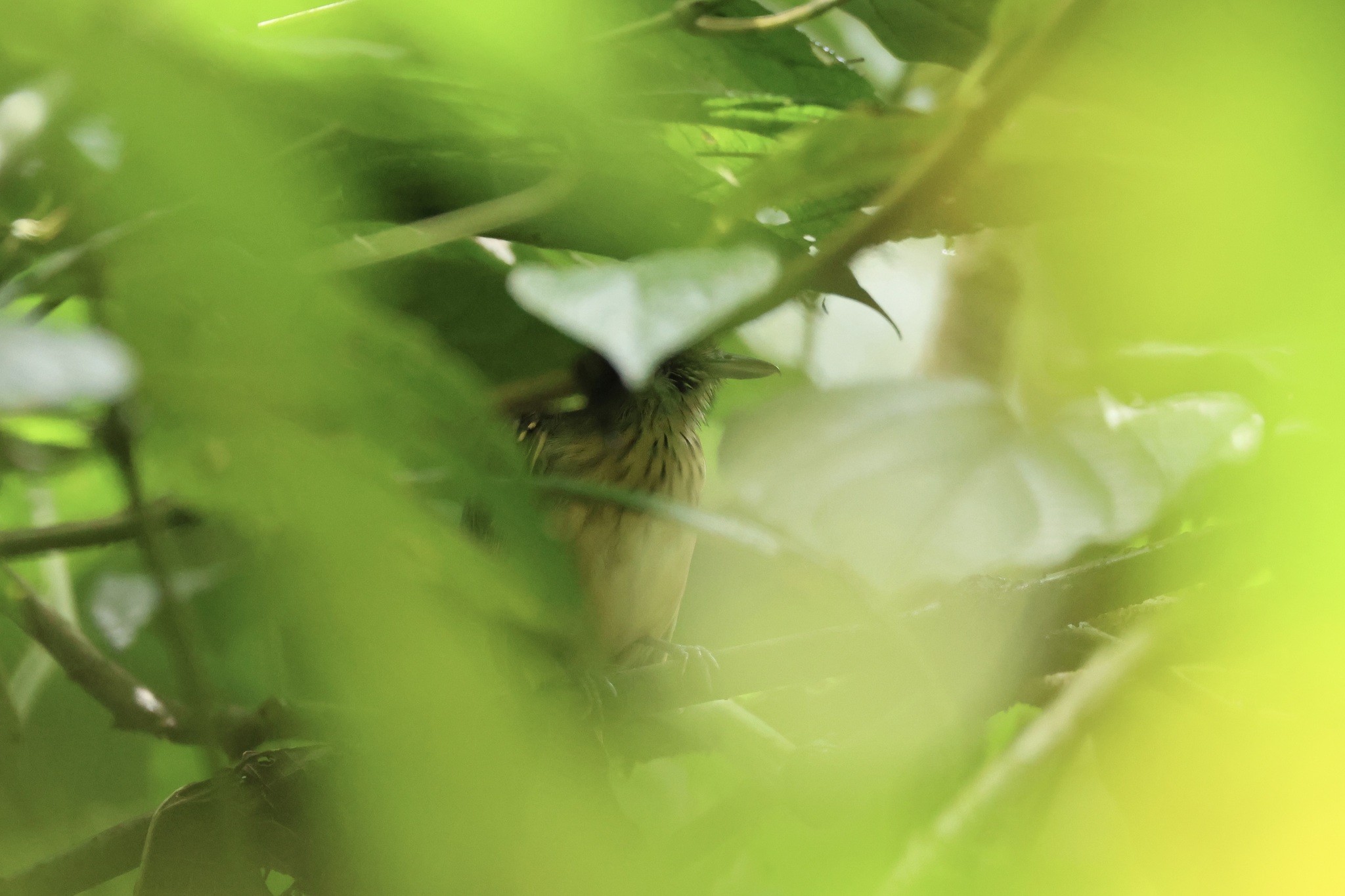 Streak-crowned Antvireo (Dysithamnus striaticeps), photo 10