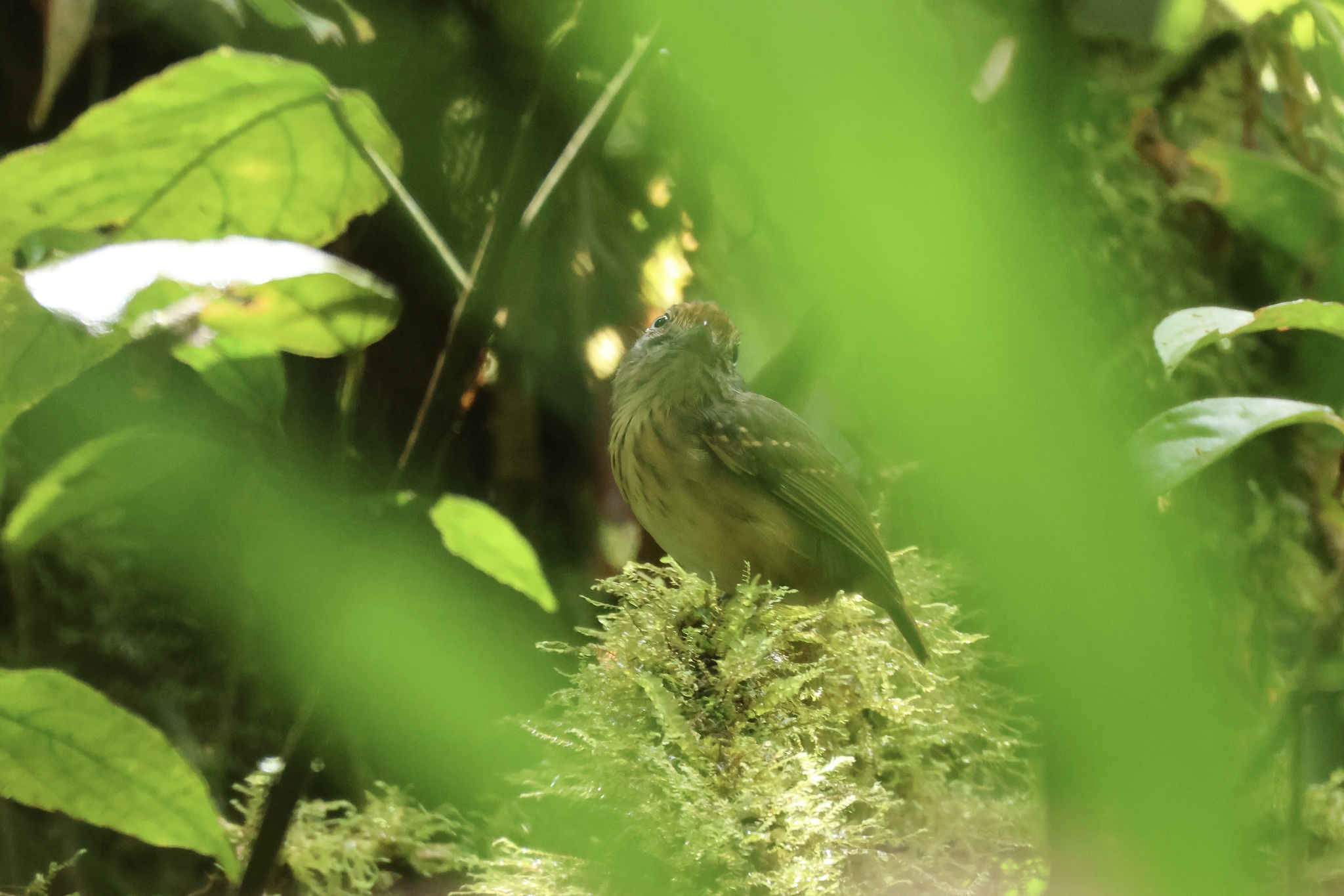Streak-crowned Antvireo (Dysithamnus striaticeps), photo 7