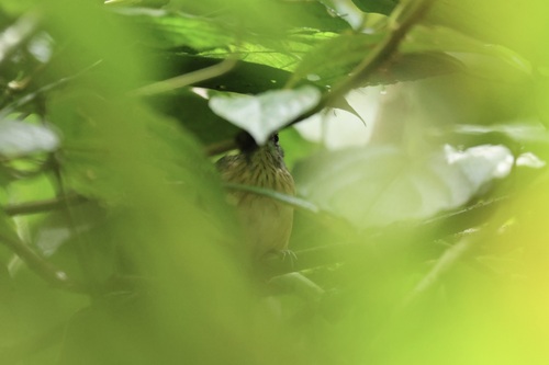 Streak-crowned Antvireo (Dysithamnus striaticeps), photo 9