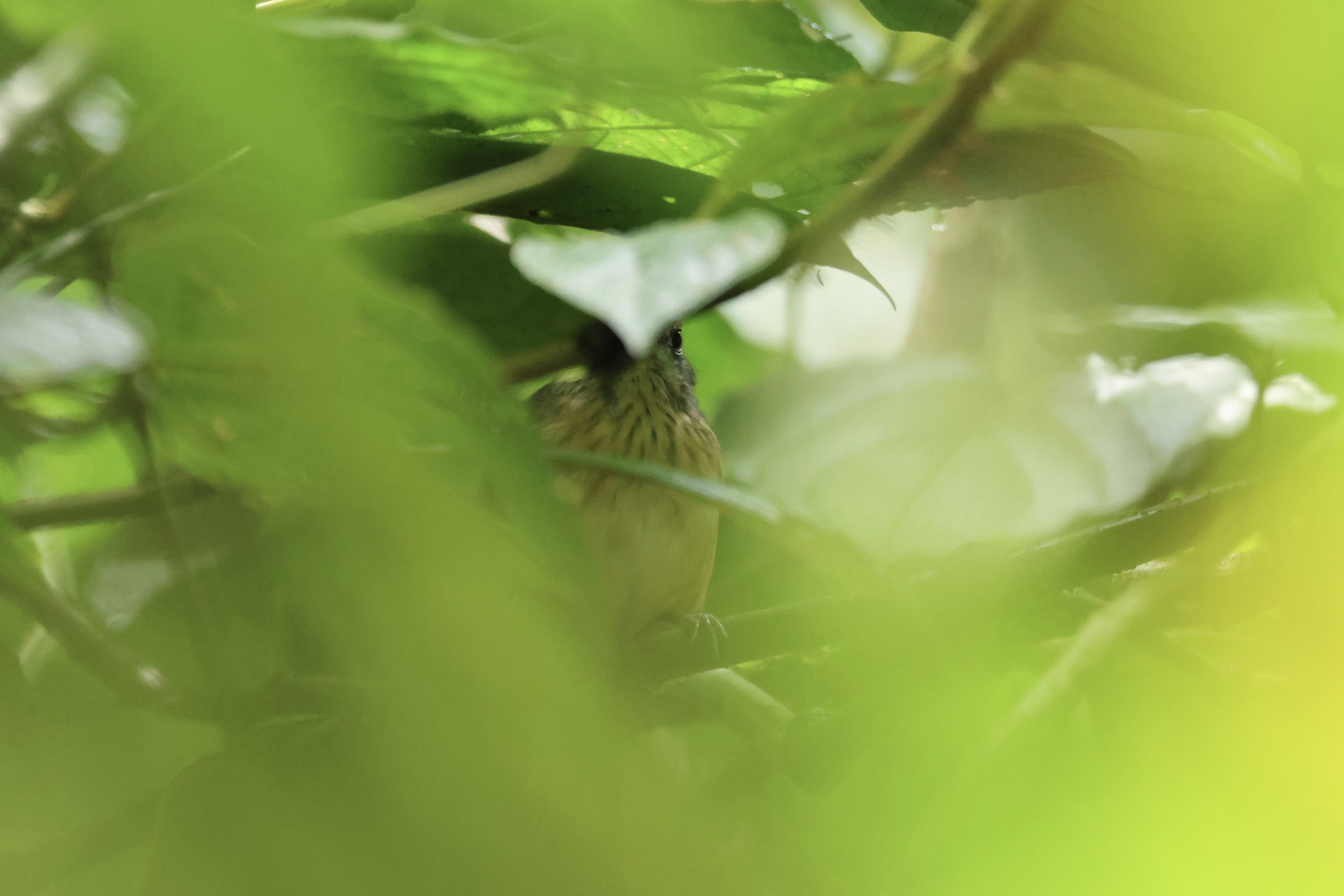 Streak-crowned Antvireo (Dysithamnus striaticeps), photo 9