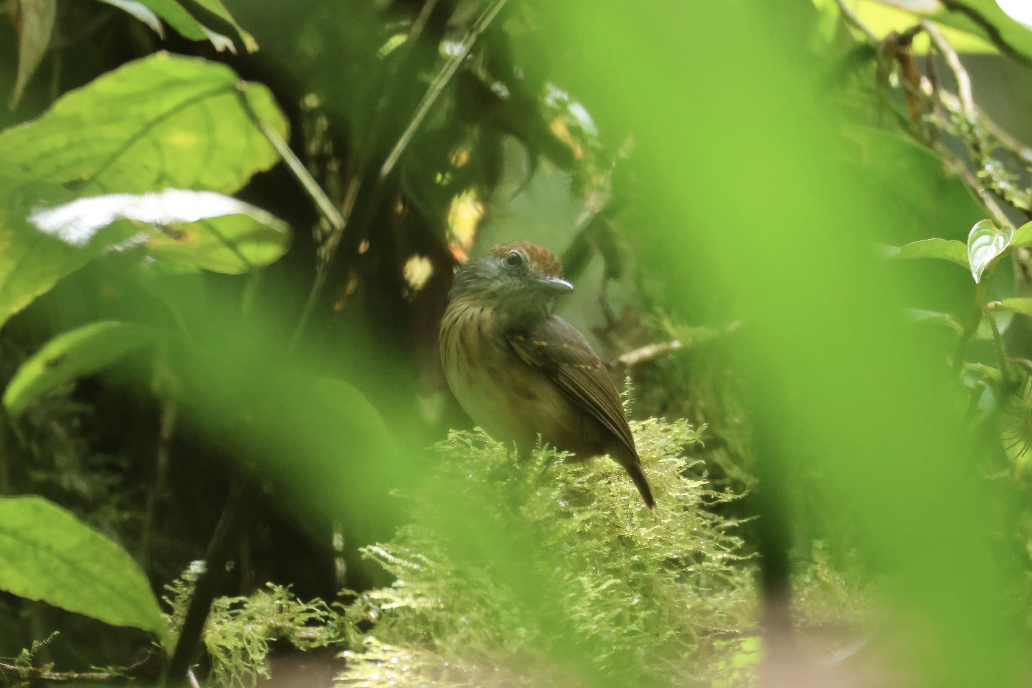 Streak-crowned Antvireo (Dysithamnus striaticeps), photo 6