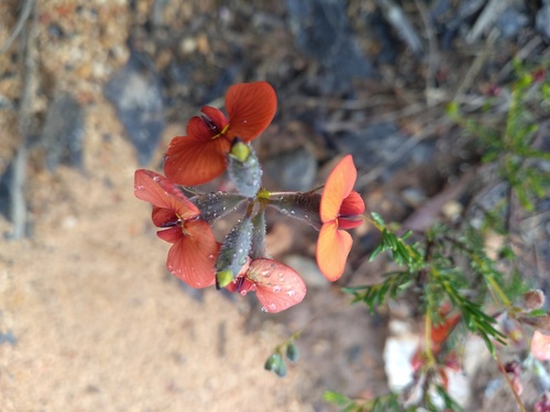 red parrot-pea (Dillwynia hispida)