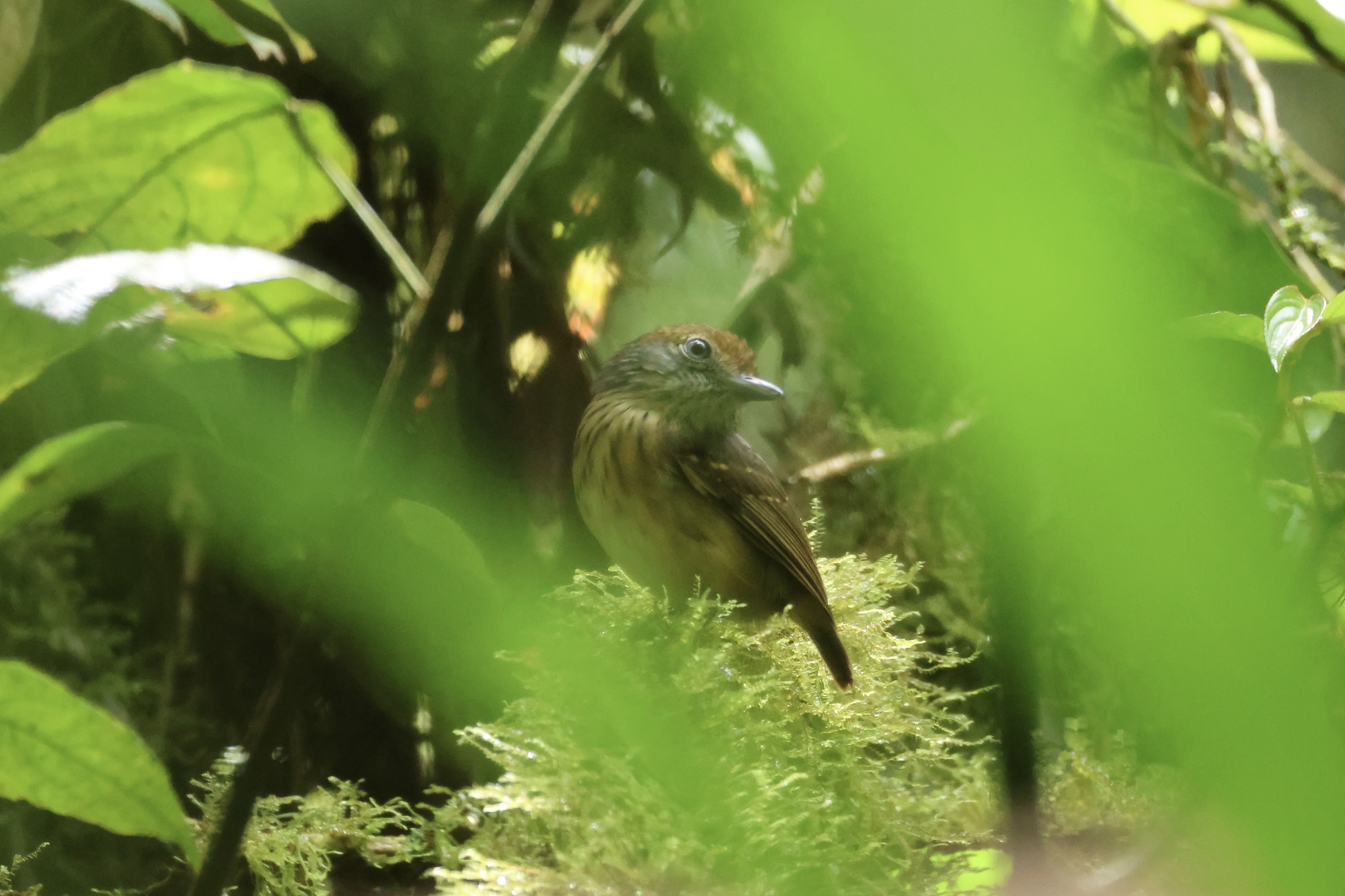 Streak-crowned Antvireo (Dysithamnus striaticeps), photo 5