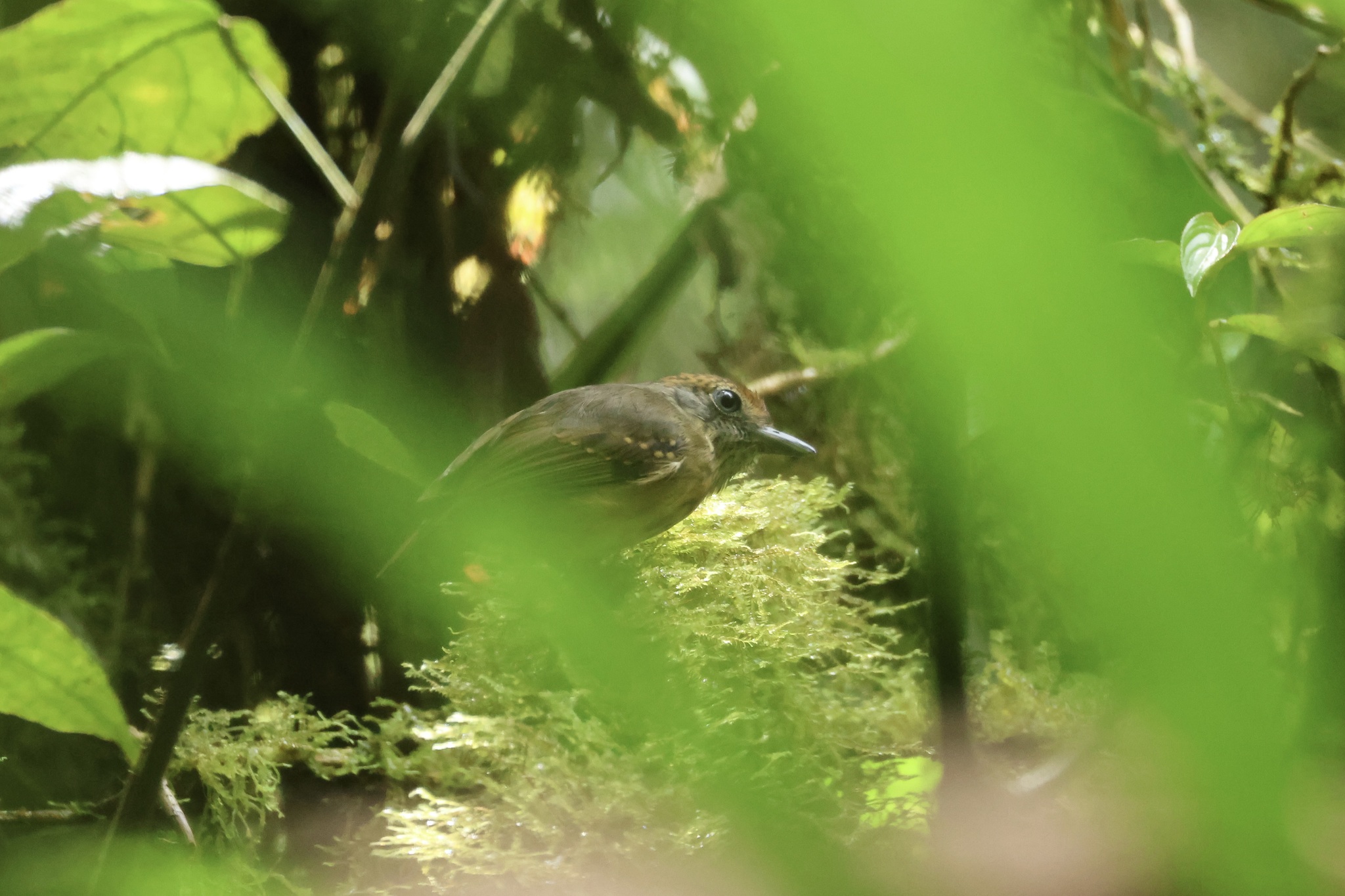 Streak-crowned Antvireo (Dysithamnus striaticeps), photo 8