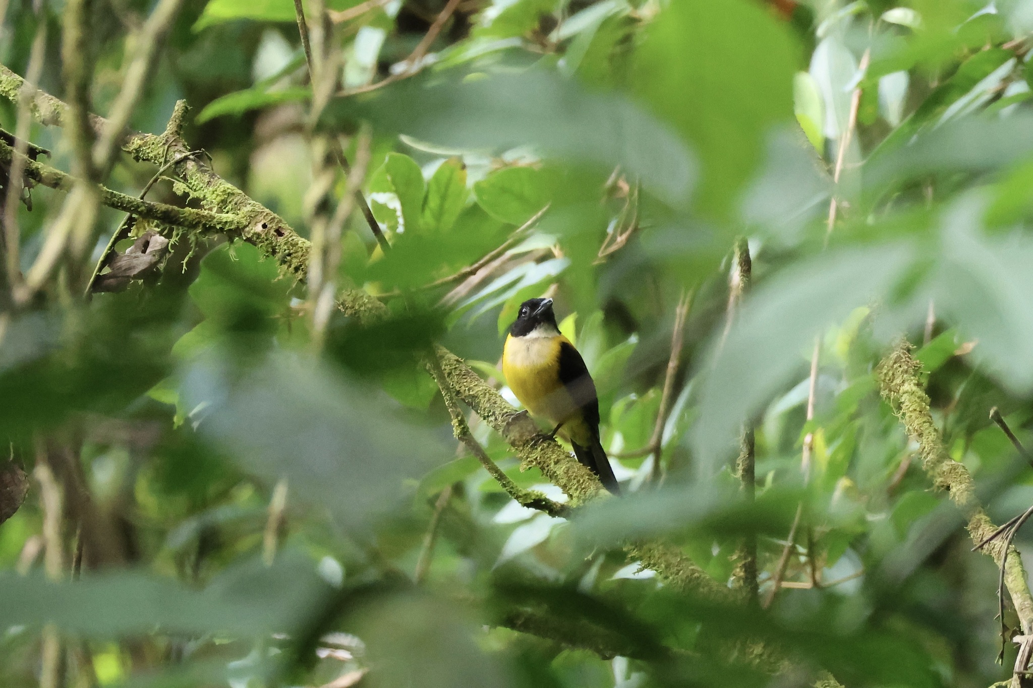 White-throated Shrike-Tanager (Lanio leucothorax), photo 7
