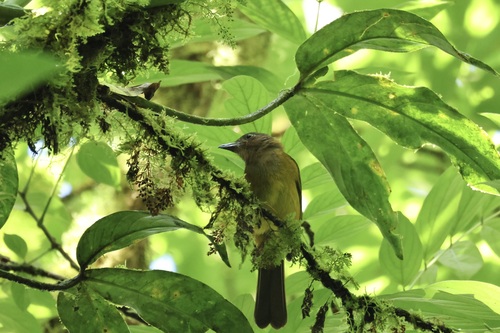 White-throated Shrike-Tanager (Lanio leucothorax), photo 3