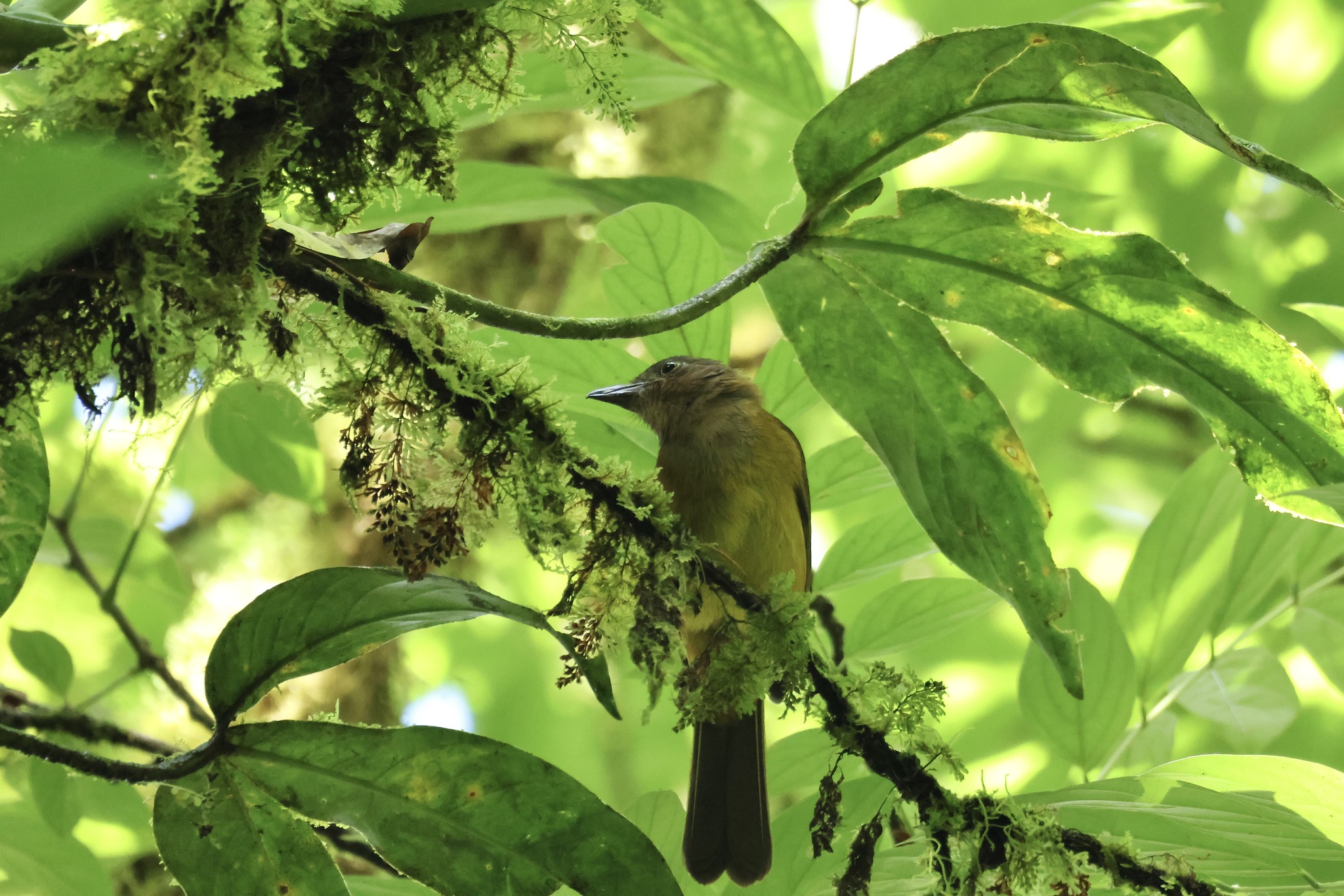 White-throated Shrike-Tanager (Lanio leucothorax), photo 3
