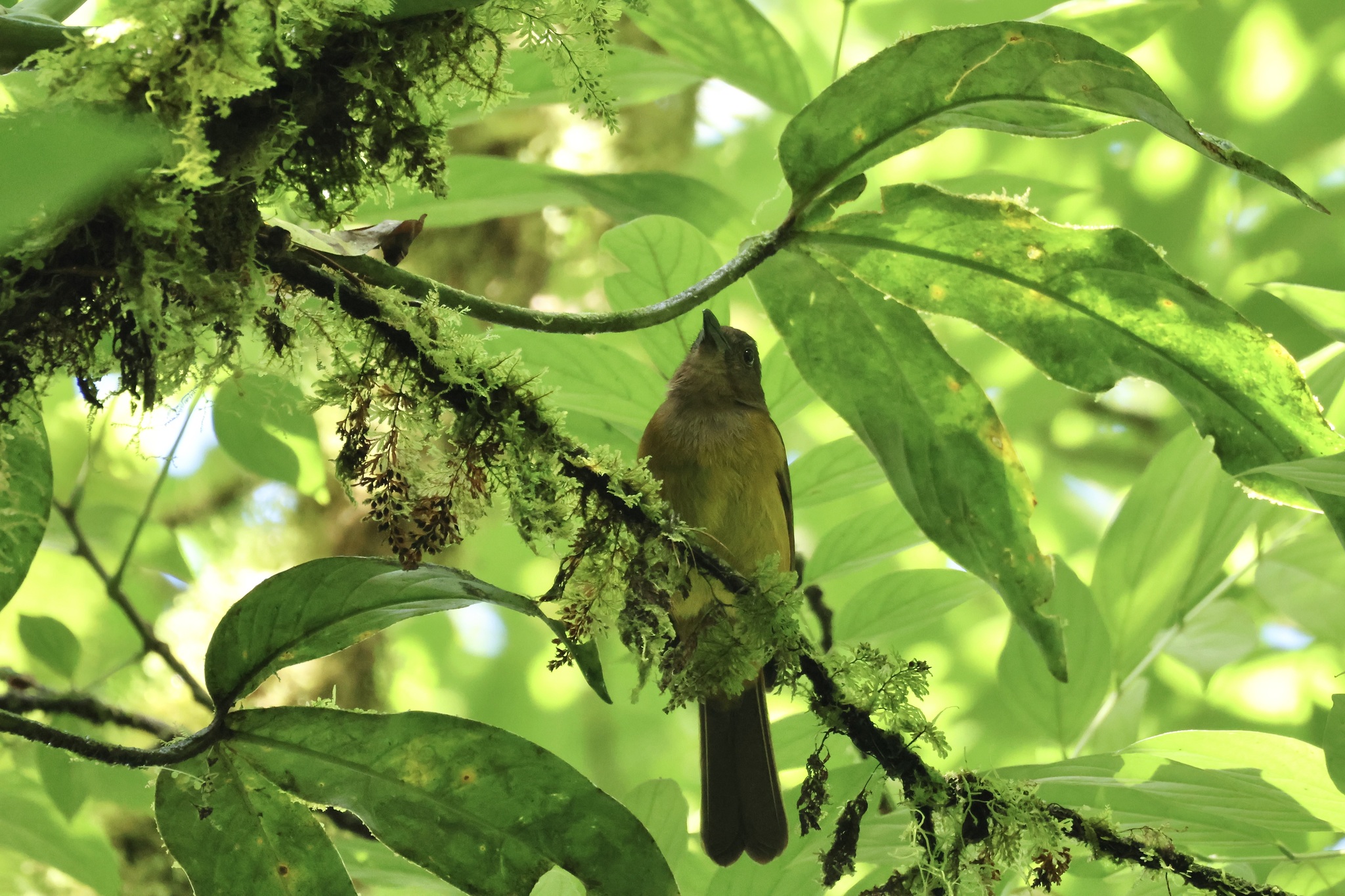 White-throated Shrike-Tanager (Lanio leucothorax), photo 4