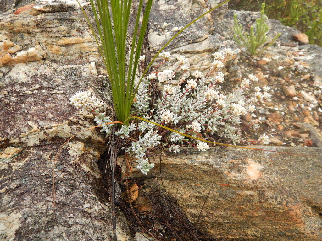 Crassula biplanata 2