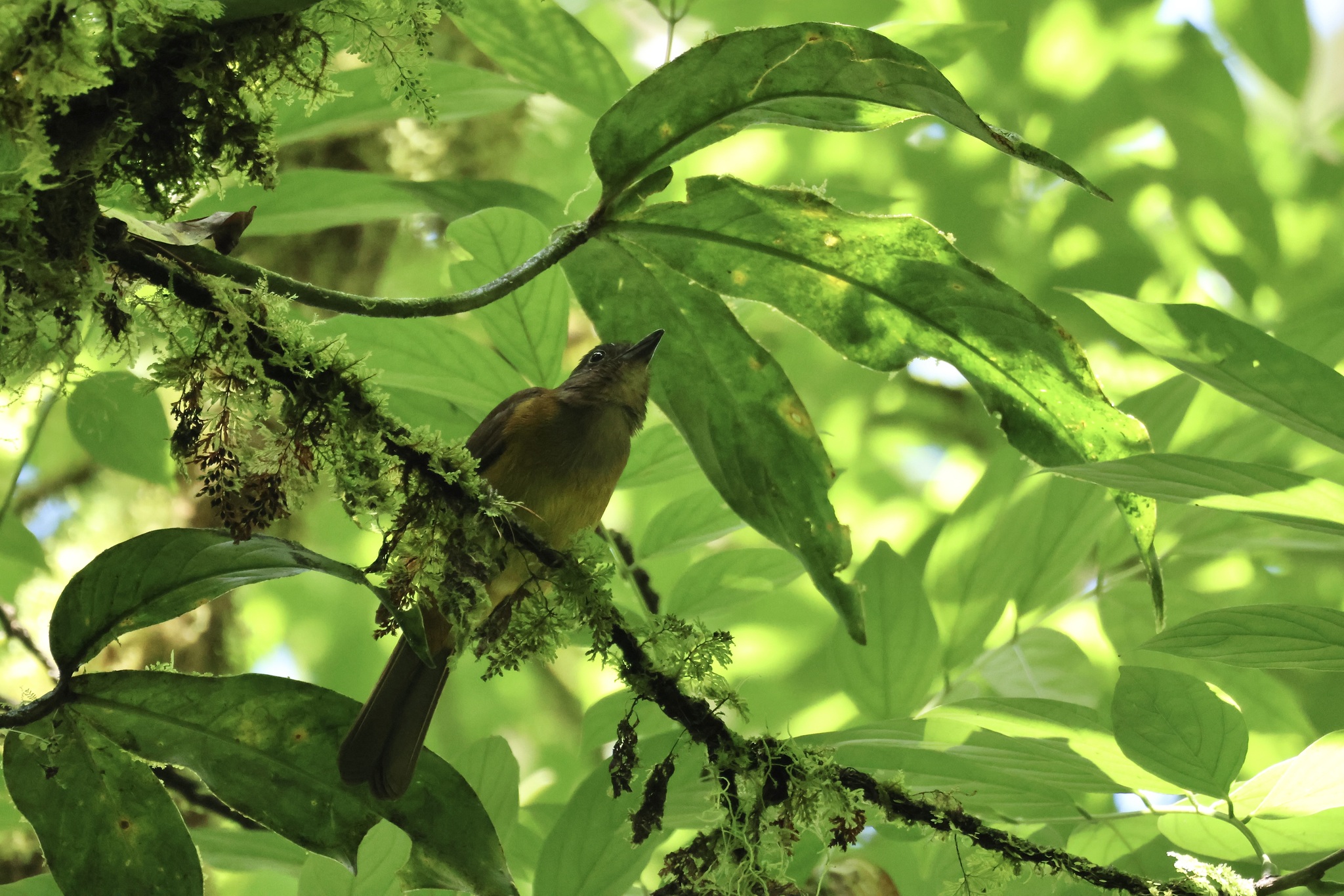 White-throated Shrike-Tanager (Lanio leucothorax), photo 2