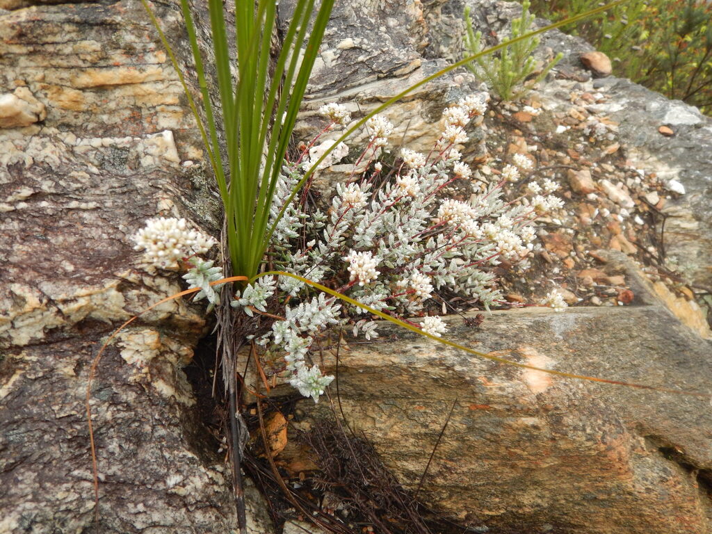 Crassula biplanata