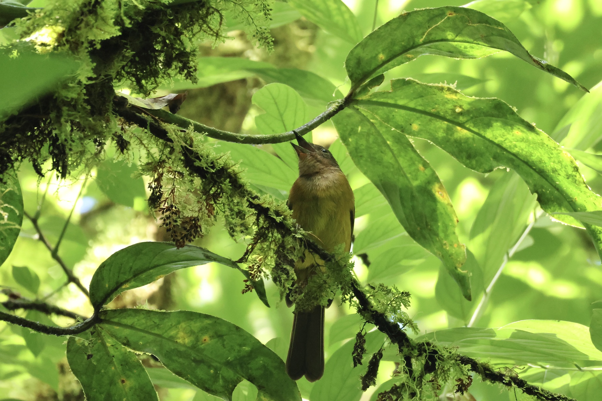 White-throated Shrike-Tanager (Lanio leucothorax), photo 5
