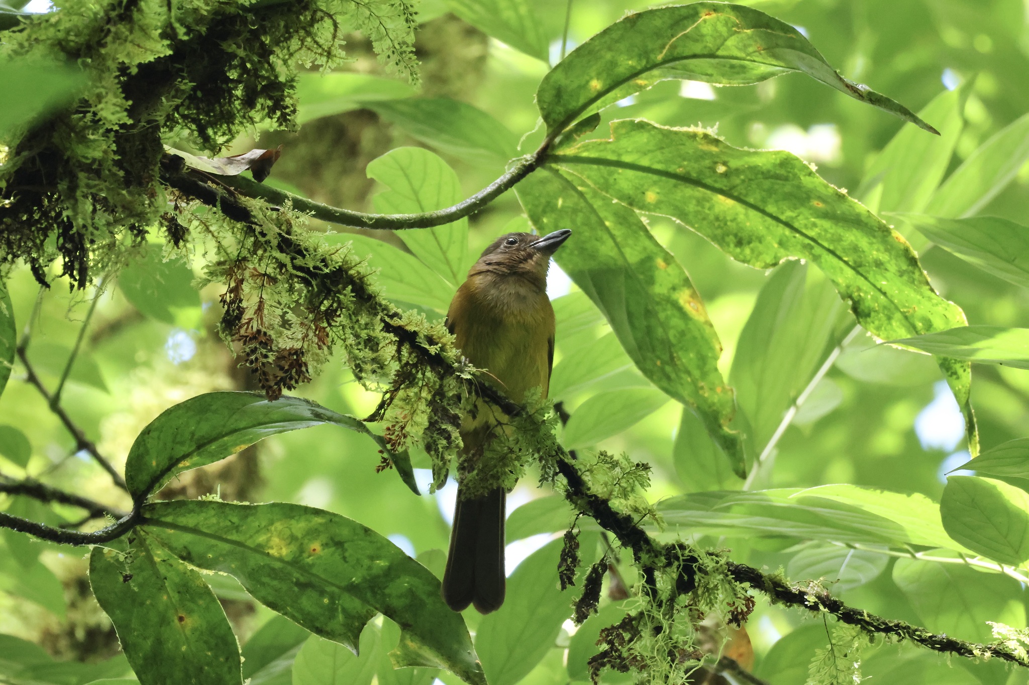 White-throated Shrike-Tanager (Lanio leucothorax), photo 6
