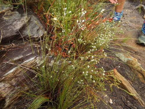 Scented Stripper (Lachnaea diosmoides)
