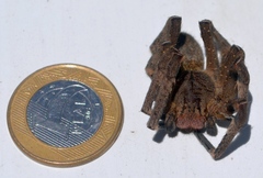 Phoneutria nigriventer