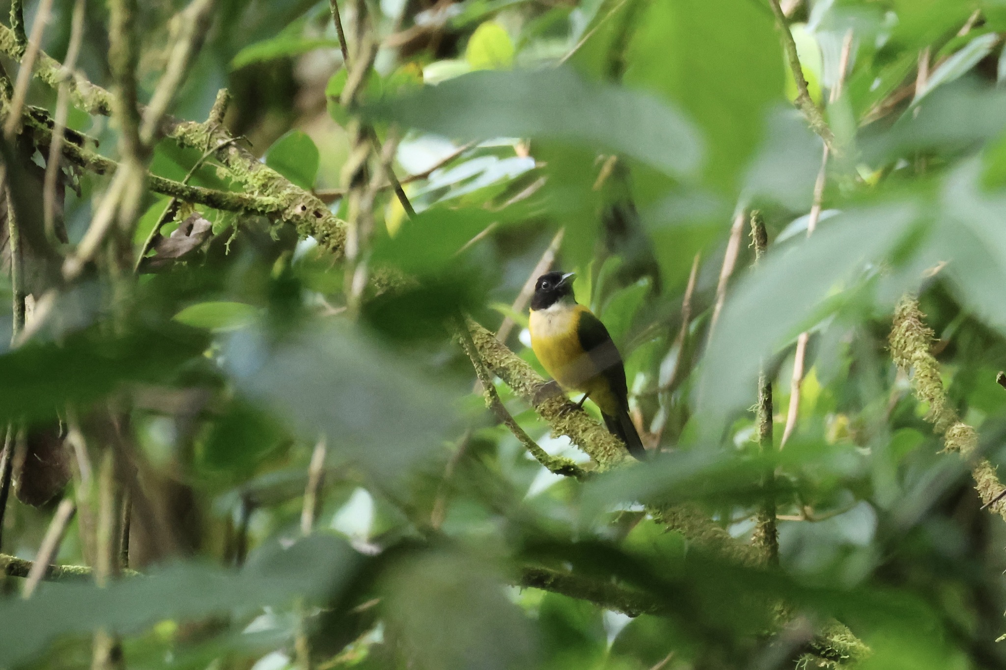 White-throated Shrike-Tanager (Lanio leucothorax), photo 8