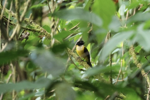 White-throated Shrike-Tanager (Lanio leucothorax), photo 9