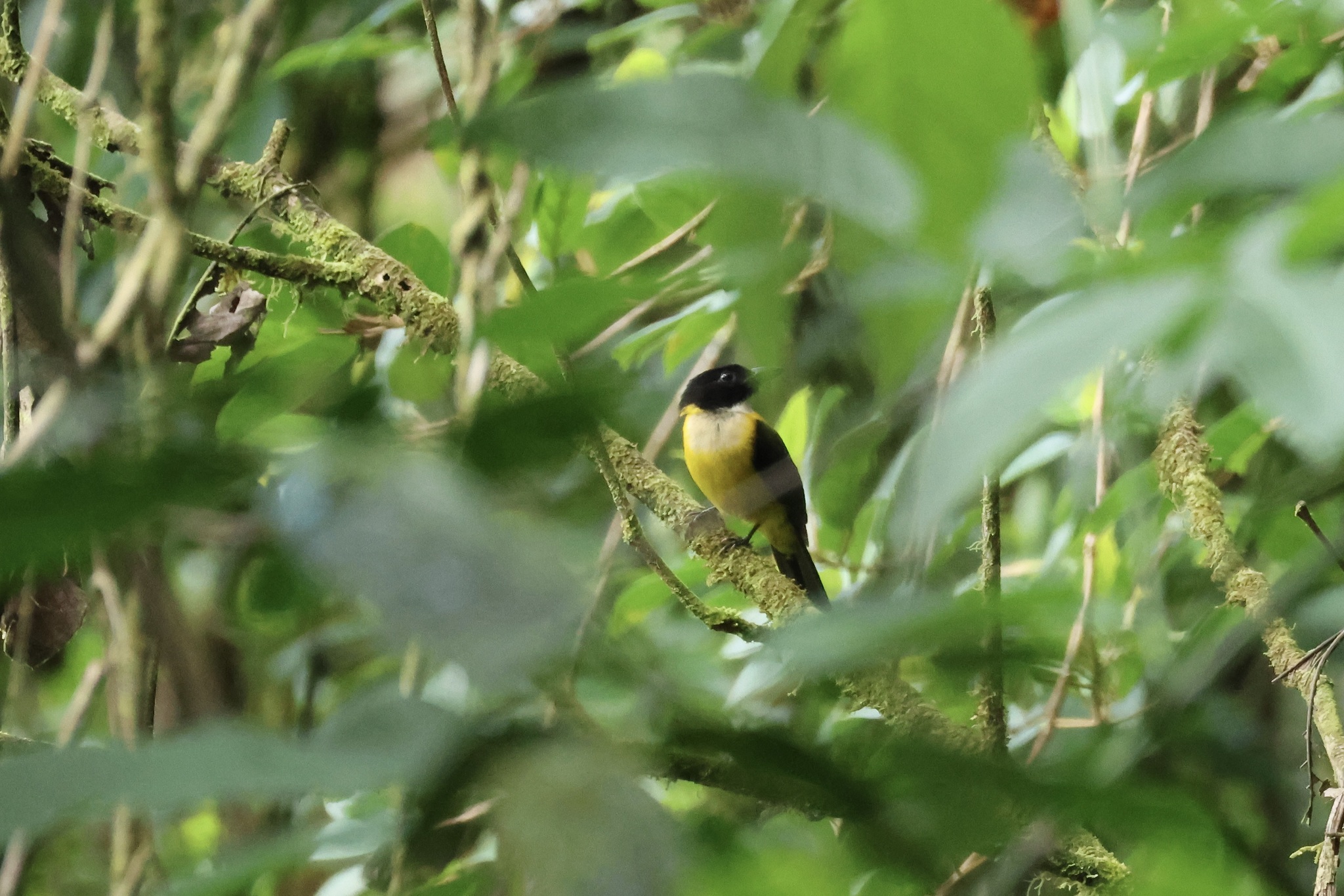White-throated Shrike-Tanager (Lanio leucothorax), photo 9