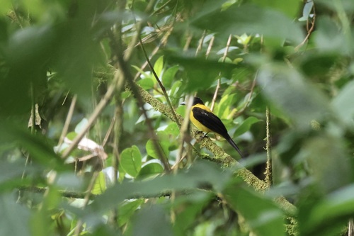 White-throated Shrike-Tanager (Lanio leucothorax), photo 10