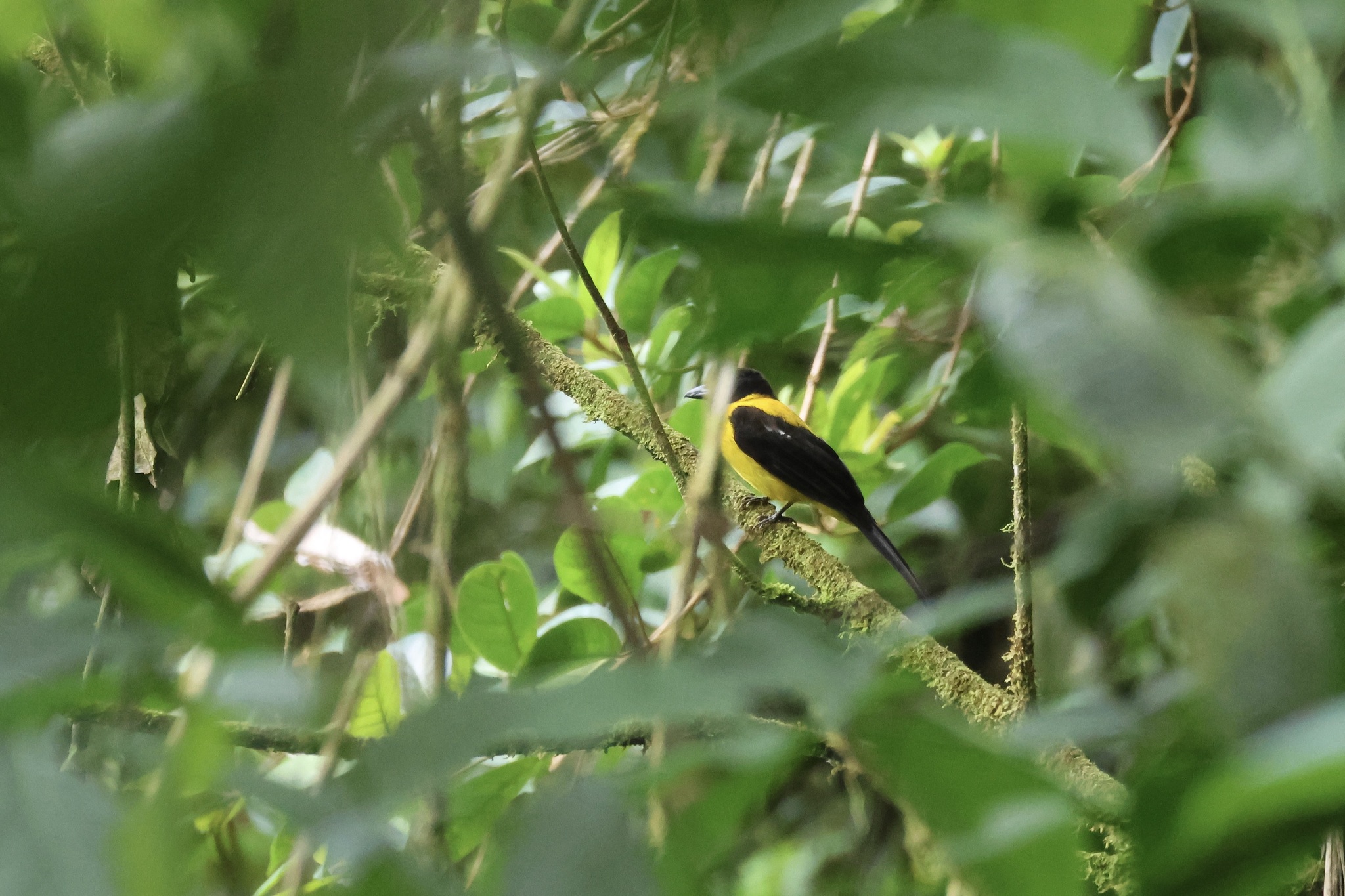 White-throated Shrike-Tanager (Lanio leucothorax), photo 10