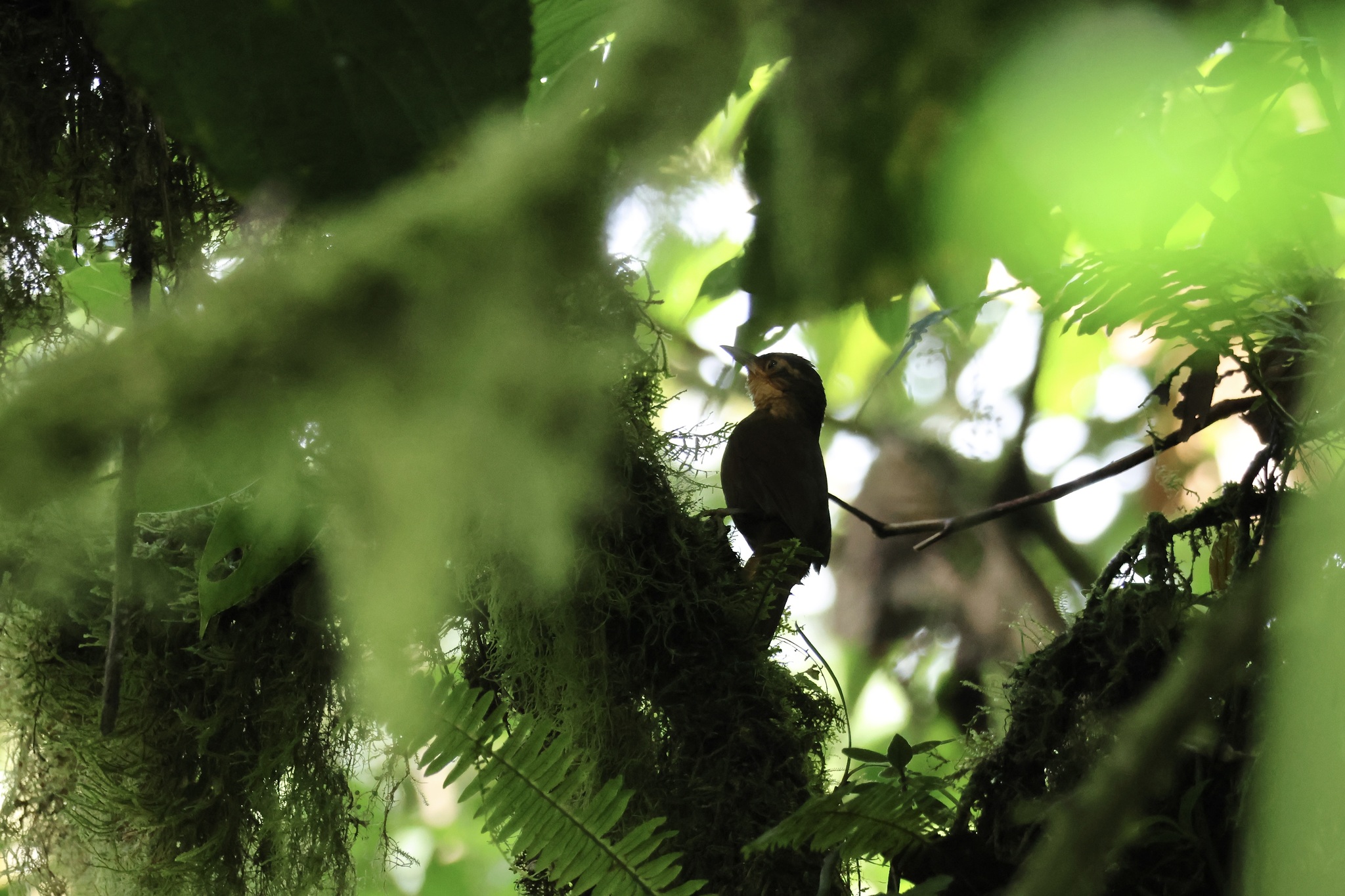 Ochre-throated Foliage-gleaner (Automolus ochrolaemus), photo 2