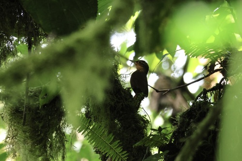 Ochre-throated Foliage-gleaner (Automolus ochrolaemus)