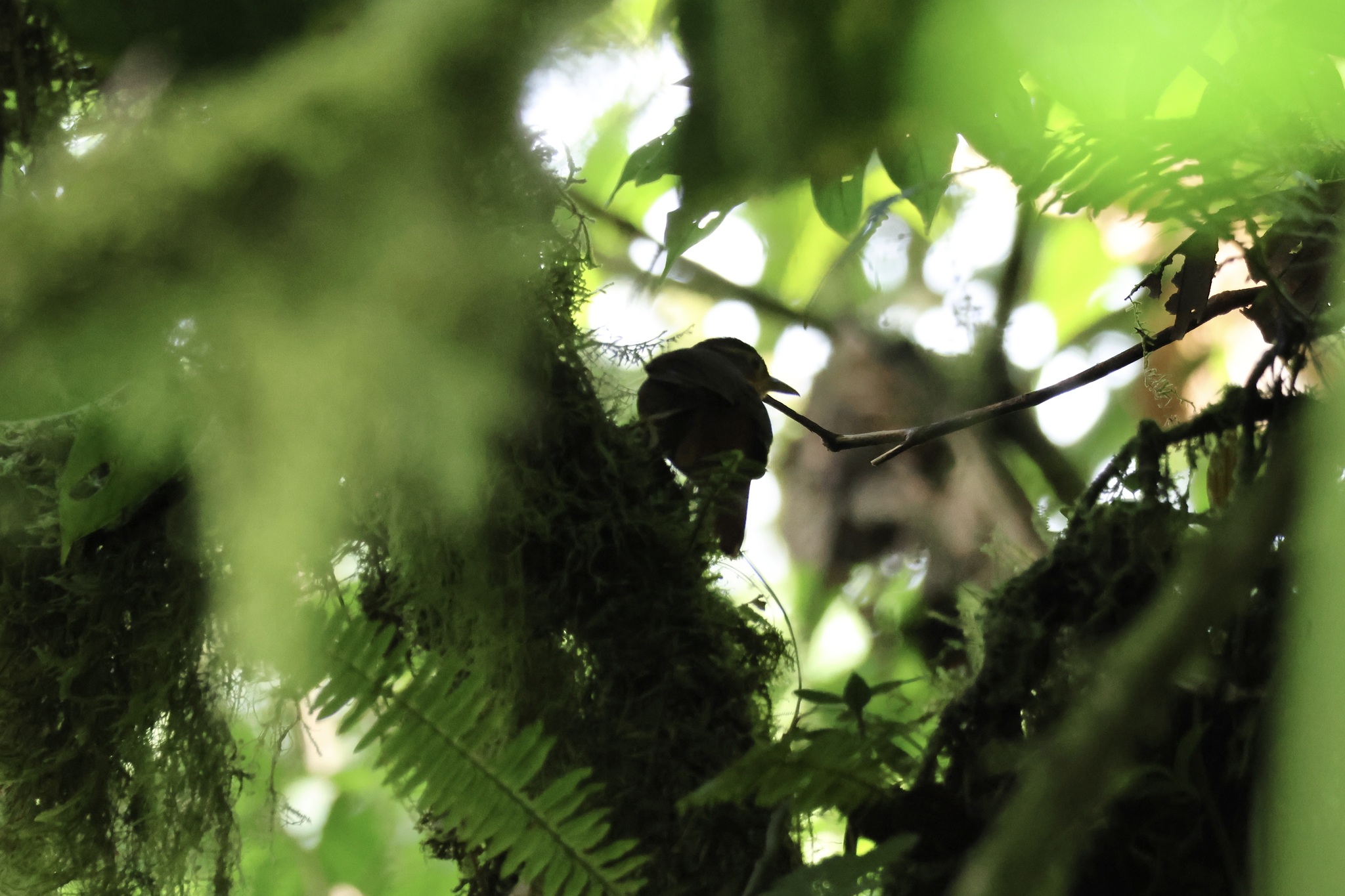 Ochre-throated Foliage-gleaner (Automolus ochrolaemus), photo 6