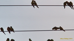 Psittacara holochlorus